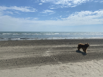 Strandspaziergang mit Hund