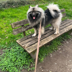 Foto von Hund Fox auf einer Bank