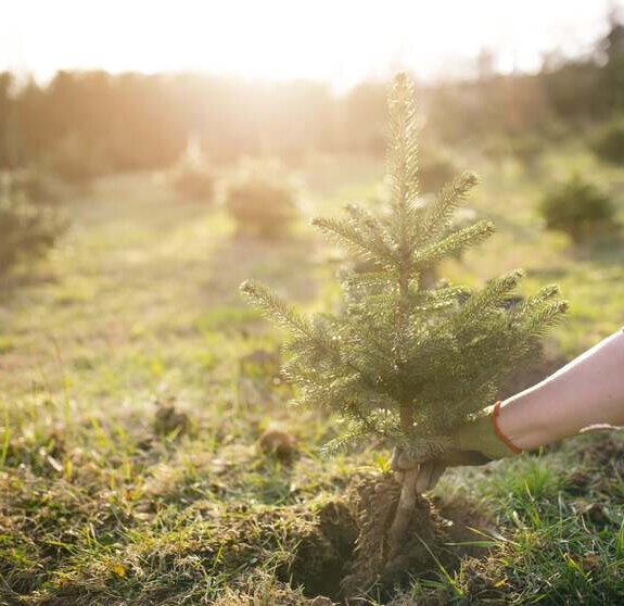 Worker plant a young tree in the garden. Small plantation for a christmas tree. Picea pungens and Abies nordmanniana. Spruce and fir.