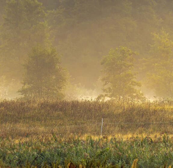 Hochsitz im Tal im Morgennebel mit Reh