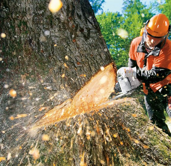 Holzfäller mit Stihl Motorsäge im Einsatz