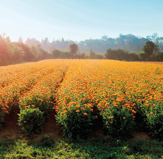 Calendulafeld