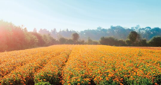 Calendulafeld